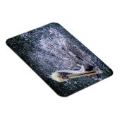 USA, Florida. Brown Pelican Magnet (Rechte Seite)