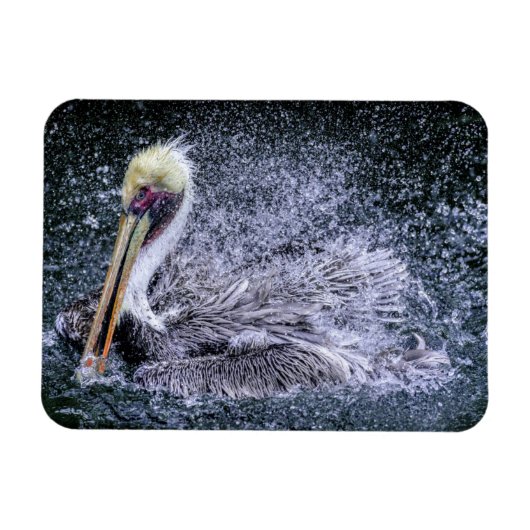 USA, Florida. Brown Pelican Magnet (Horizontal)