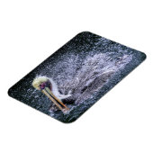 USA, Florida. Brown Pelican Magnet (Linke Seite)
