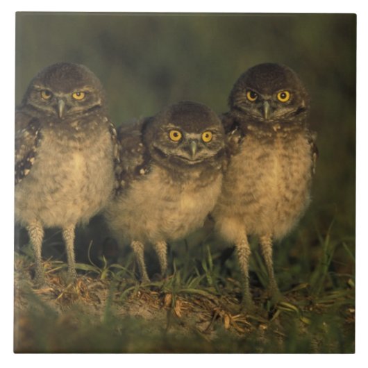 USA, Florida, Cape Coral. Drei brennende Owls Fliese (Vorderseite)