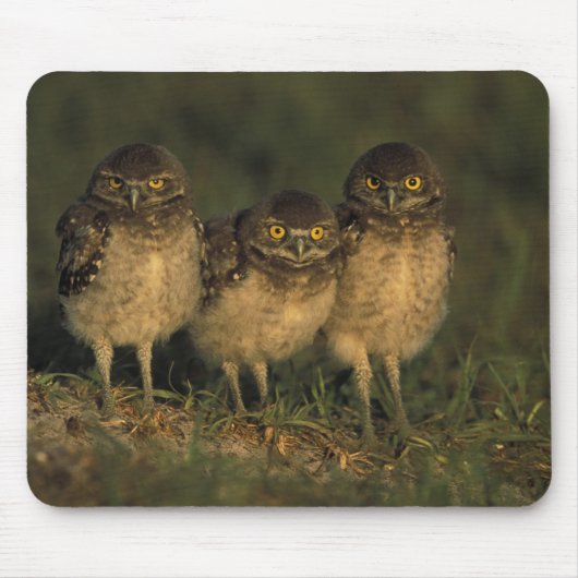 USA, Florida, Cape Coral. Drei brennende Owls Mousepad (Vorne)