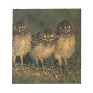 USA, Florida, Cape Coral. Drei brennende Owls Notizblock