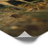 USA, Florida, Cape Coral. Drei brennende Owls Poster (Ecke)