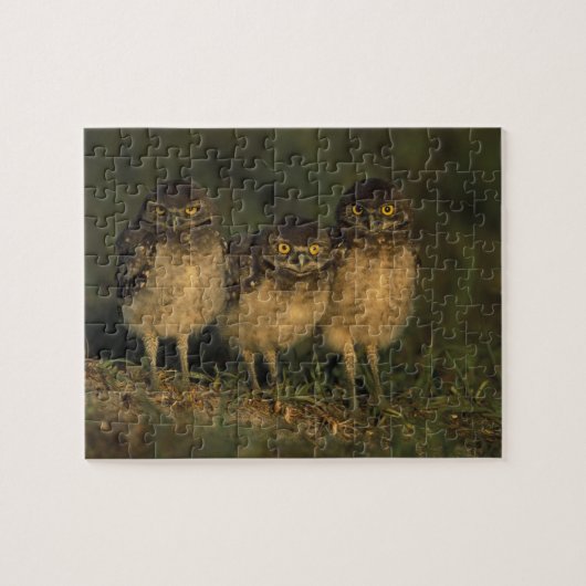 USA, Florida, Cape Coral. Drei brennende Owls Puzzle (Horizontal)