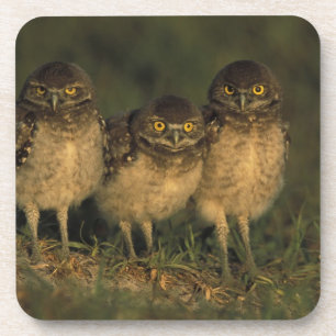 USA, Florida, Cape Coral. Drei brennende Owls Untersetzer
