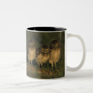 USA, Florida, Cape Coral. Drei Kaninchenkäuze Zweifarbige Tasse