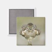 USA, Florida, Cape Coral, Nah aufkeimende Magnet (Vorderseite/Rückseite)