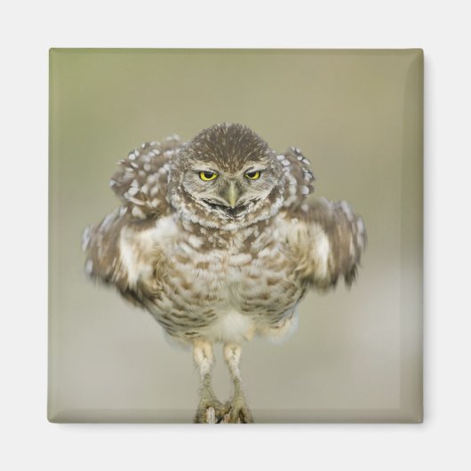 USA, Florida, Cape Coral, Nah aufkeimende Magnet (Vorne)