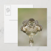 USA, Florida, Cape Coral, Nah aufkeimende Postkarte (Vorne/Hinten)