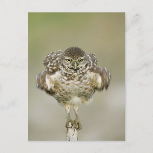 USA, Florida, Cape Coral, Nah aufkeimende Postkarte (Vorderseite)