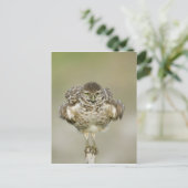 USA, Florida, Cape Coral, Nah aufkeimende Postkarte (Stehend Vorderseite)