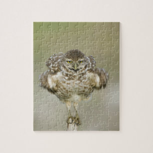 USA, Florida, Cape Coral, Nah aufkeimende Puzzle