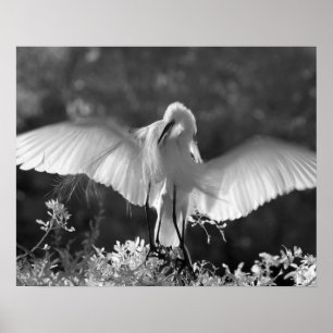 USA, Florida, Great Egret (Ardea alba) infrared 2 Poster