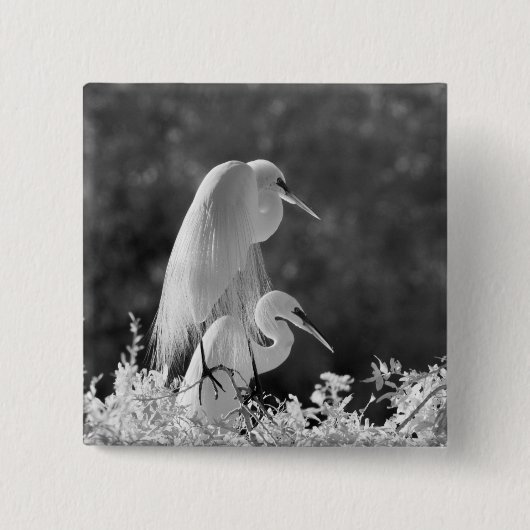 USA, Florida, Great Egret (Ardea alba) Infrarot Button (Vorderseite)