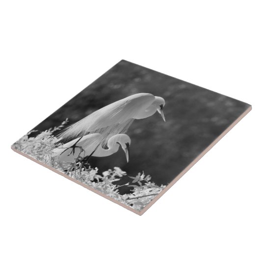 USA, Florida, Great Egret (Ardea alba) Infrarot Fliese (Seite)