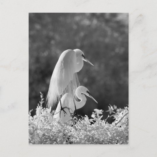 USA, Florida, Great Egret (Ardea alba) Infrarot Postkarte (Vorderseite)