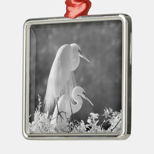 USA, Florida, Great Egret (Ardea alba) Infrarot Silbernes Ornament (Links)