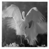 USA, Florida, Great Egret (Ardea alba) infrarote 3 Fliese (Vorderseite)