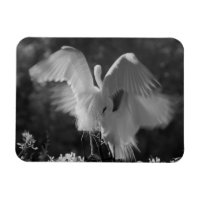 USA, Florida, Great Egret (Ardea alba) infrarote 3