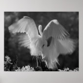 USA, Florida, Great Egret (Ardea alba) infrarote 3 Poster (Vorne)