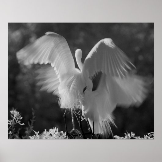 USA, Florida, Great Egret (Ardea alba) infrarote 3 Poster (Vorne)