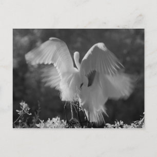 USA, Florida, Great Egret (Ardea alba) infrarote 3 Postkarte