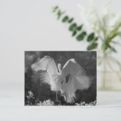 USA, Florida, Great Egret (Ardea alba) infrarote 3 Postkarte (Stehend Vorderseite)