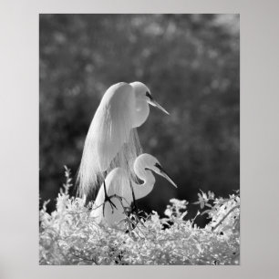 USA, Florida, großes Infrarot des Reihers (Ardea Poster