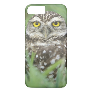 USA, Florida, Kapkorallen, Burrowing Owl (Athene) iPhone 8 Plus/7 Plus Hülle