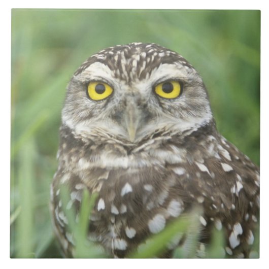 USA, Florida, Kapkorallen, Burrowing Owl (Athene) Fliese (Vorderseite)