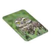 USA, Florida, Kapkorallen, Burrowing Owl (Athene) Magnet (Rechte Seite)