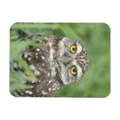 USA, Florida, Kapkorallen, Burrowing Owl (Athene) Magnet (Horizontal)