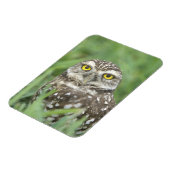 USA, Florida, Kapkorallen, Burrowing Owl (Athene) Magnet (Linke Seite)