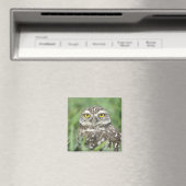 USA, Florida, Kapkorallen, Burrowing Owl (Athene) Magnet (In Situ (Geschirrspüler))
