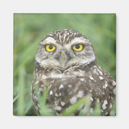 USA, Florida, Kapkorallen, Burrowing Owl (Athene) Magnet (Vorne)