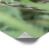 USA, Florida, Kapkorallen, Burrowing Owl (Athene) Poster (Ecke)