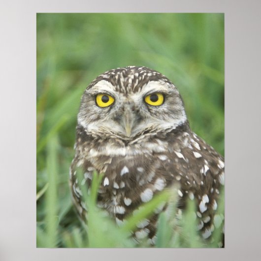 USA, Florida, Kapkorallen, Burrowing Owl (Athene) Poster (Vorne)