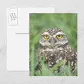 USA, Florida, Kapkorallen, Burrowing Owl (Athene) Postkarte (Vorne/Hinten)