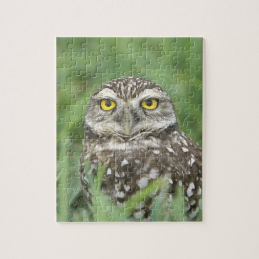 USA, Florida, Kapkorallen, Burrowing Owl (Athene) Puzzle (Vertikal)