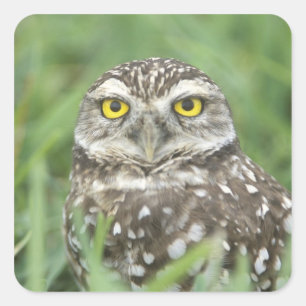 USA, Florida, Kapkorallen, Burrowing Owl (Athene) Quadratischer Aufkleber
