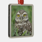 USA, Florida, Kapkorallen, Burrowing Owl (Athene) Silbernes Ornament (Rechts)