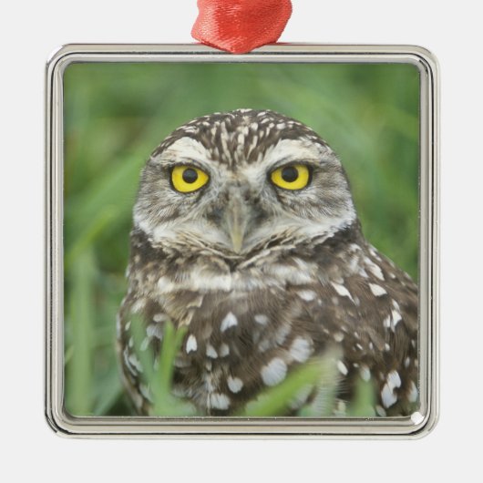 USA, Florida, Kapkorallen, Burrowing Owl (Athene) Silbernes Ornament (Vorne)