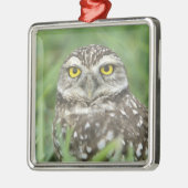 USA, Florida, Kapkorallen, Burrowing Owl (Athene) Silbernes Ornament (Links)