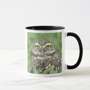 USA, Florida, Kapkorallen, Burrowing Owl (Athene) Tasse