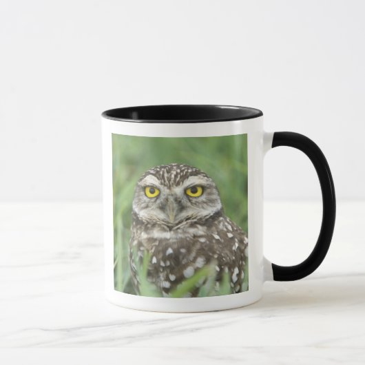USA, Florida, Kapkorallen, Burrowing Owl (Athene) Tasse (Rechts)
