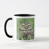 USA, Florida, Kapkorallen, Burrowing Owl (Athene) Tasse (Links)