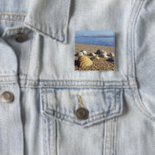 USA, Florida, Küstenmeeresmuscheln Button (Beispiel)