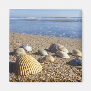 USA, Florida, Küstenmeeresmuscheln Magnet