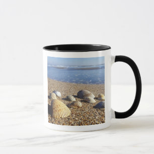 USA, Florida, Küstenmeeresmuscheln Tasse