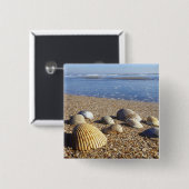 USA, Florida, Muscheln an der Küste Button (Vorne & Hinten)